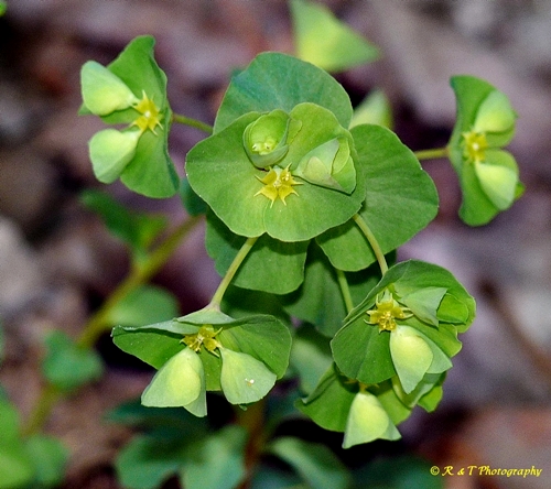 {Euphorbia commutata}